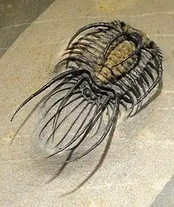 Spines of a trilobite