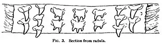 #109 (?/12/1933), Details of the radular teeth (Frost, 1934:109, fig. 3; see also teeth of the membrane lining the palate)