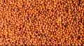 Multicolored finger millet grains