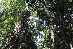 Palm tree's and Strangler figs dominate this Rainforest of the Great Sandy National Park, Cooloola.