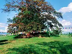 Sacred Bodhi tree (Ficus religiosa) at Ramagrama stupa