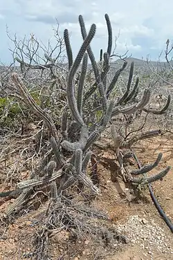 Plant growing in habitat in Rancho Punta San Cristobal, Los Cabos, Baja California Sur