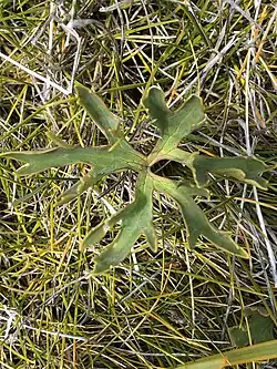 A single leaf of a Ranunculus in grass