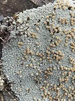 A Raoulia on a mountain side with yellow flowrs