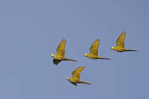over Sani Lodge, Rio Napo, Ecuador