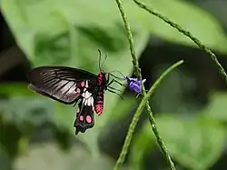 Red-bodied swallowtail, Cairns, Australia.