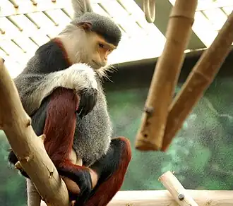 A red-shanked douc, last held by the zoo in 2018
