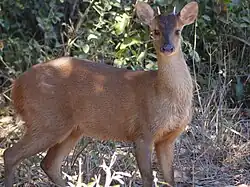 Red brocket
