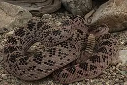 Red colored Huamantlan Rattlesnake