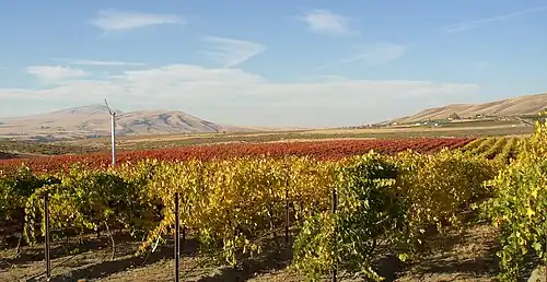 Kiona Vineyard with Red Mountain, the Yakima River gap and Rattlesnake Mountain to the northwest.