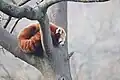 Red panda (Ailurus fulgens) in Zooparc de Trégomeur, 2025