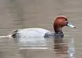 Redhead (Aythya americana)