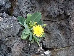 Reichardia famarae&nbsp;[fr]