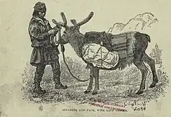 Pack reindeer with Sami driver from The land of the midnight sun, c. 1881