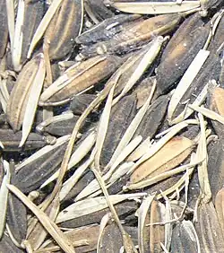 African rice in its inedible husk (seed rice, can sprout)