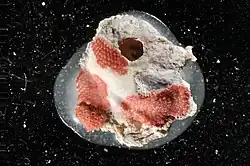 A Specimen of Reptadeonella in Yale University Peabody Museum