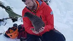 An Alpine Rescue team saving a released rowi that climbed into the mountains behind Fox Glacier