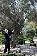 Israeli President Reuven Rivlin in the annual olive harvest in the garden of Beit HaNassi, November 2020