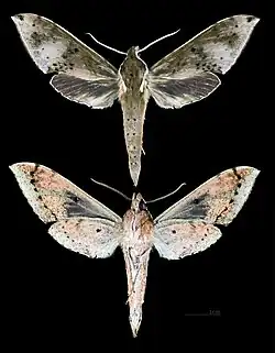 Rhagastis albomarginatus