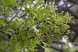 Jujube, sometimes called Chinese date