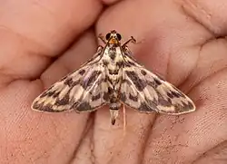 Rhimphalea heranialis