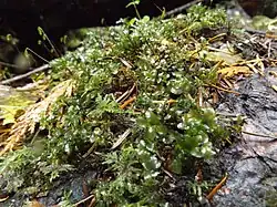 Rhizomnium glabrescens