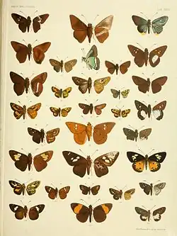 Acerbas anthea in Rhopalocera Malayana