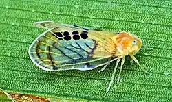 Rhotana gressittorum