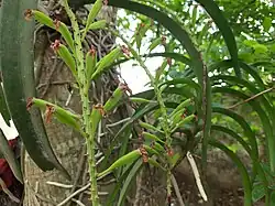 New fruits of Rhynchostylis retusa