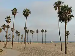 Species in Venice Beach, California