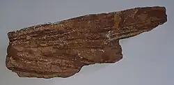 Rock sample with cross-bedding, collected in Miheno