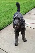 Black goldendoodle