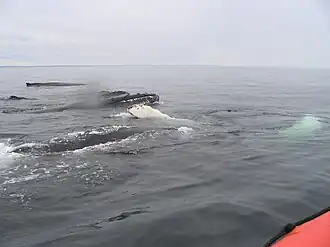 Humpback whales, females and cubs, Whale Research Expeditions with Mingan Island Cetacean Study (MICS)