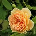 'Crown Princess Margareta'[20]