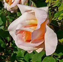 'Michele Meilland', (1948)