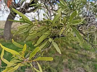 Alectryon oleifolius