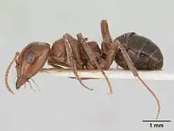 A close up photo of a species of parasitic ant