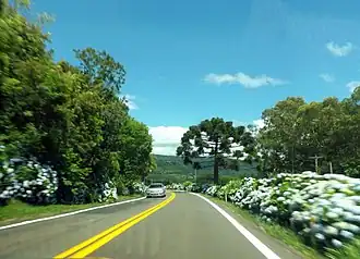 Hydrangeas adorn the roads around the city