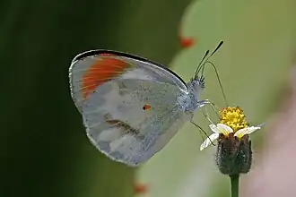 C. e. complexivus, male Semliki Wildlife Reserve, Uganda