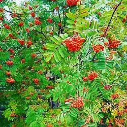 Rowan in the garden of Eastern Siberia