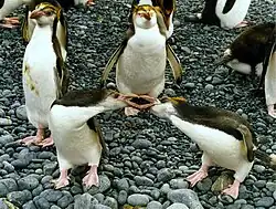 Royal penguins