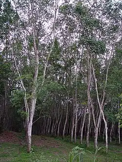 Rubber trees