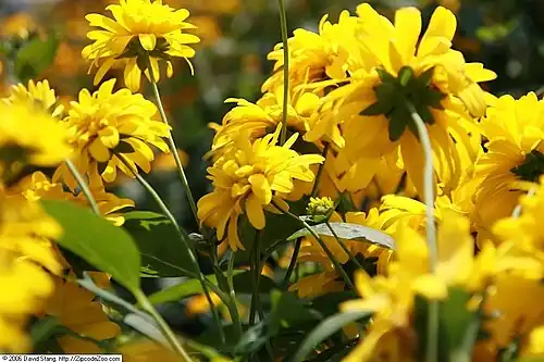 Flowers of the cultivar 'Goldquelle'