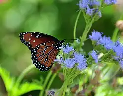 Close-up of a butterfly in a garden area.