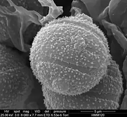 SEM image of pollen of ''M. tenericaulis''