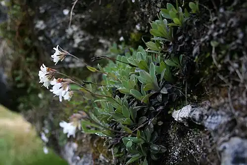 Plants growing on rock