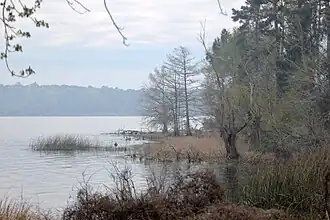 An inlet of Toledo Bend Reservoir, Indian Mounds Wilderness, Sabine National Forest.