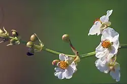 White flowers with yellow centers below transitioning above to reddish buds along stalk