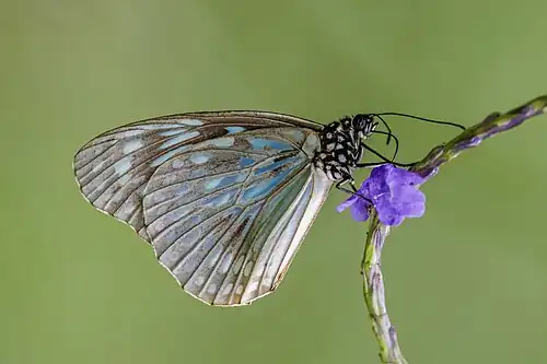 female T. h. melittula, Samoa