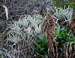 A large clump of a plant